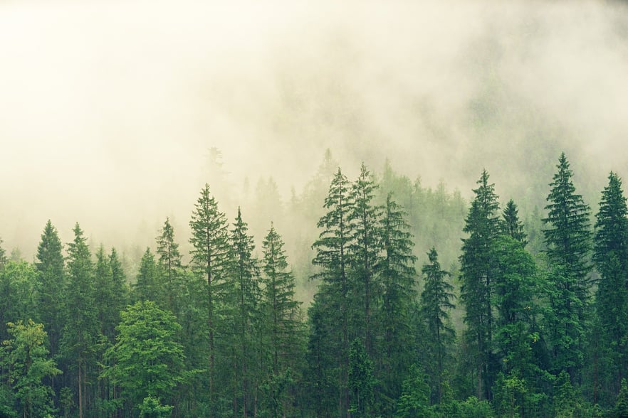 study desk zoom forest zoom background