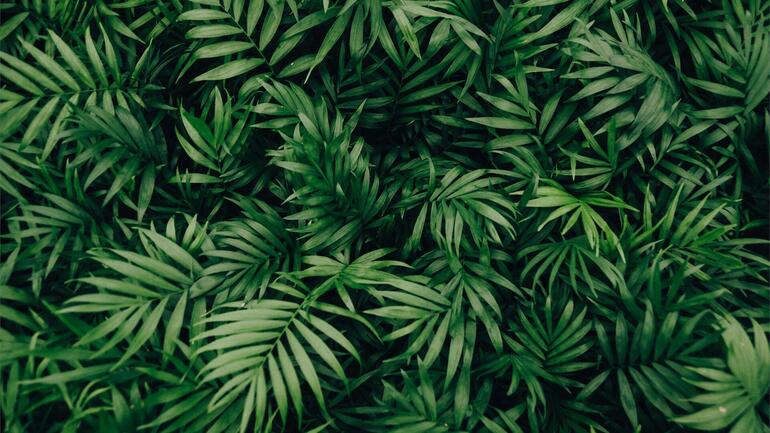 plants zoom background